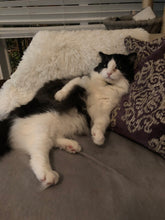 Load image into Gallery viewer, Cat with Froggy Hat Vinyl Sticker